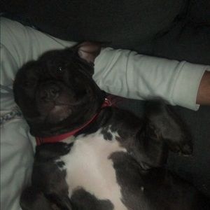 Meet your Posher, Hector